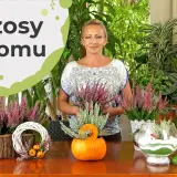 Wrzosy w domu: przesąd o pechu czy piękna ozdoba?