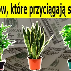 Jakie kwiaty w domu przynoszą szczęście i pozytywną energię