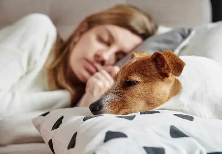 Sennik pies którego już nie ma – co oznacza twój sen o stracie?