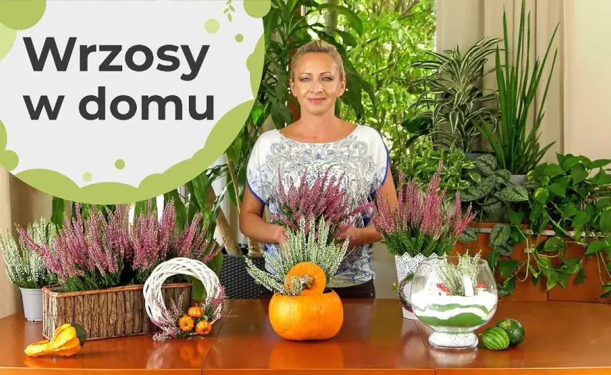 Wrzosy w domu: przesąd o pechu czy piękna ozdoba?
