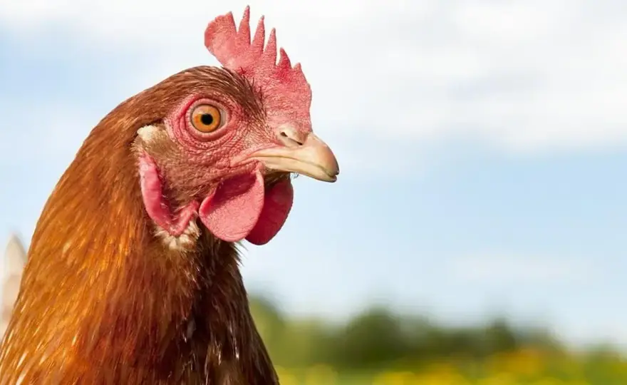 Co oznacza sen o kurach? Odkryj znaczenie i emocje związane z marzeniami