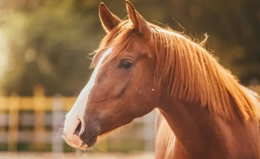 Co oznacza sen o koniach? Symbolika i znaczenie snów o koniach w senniku