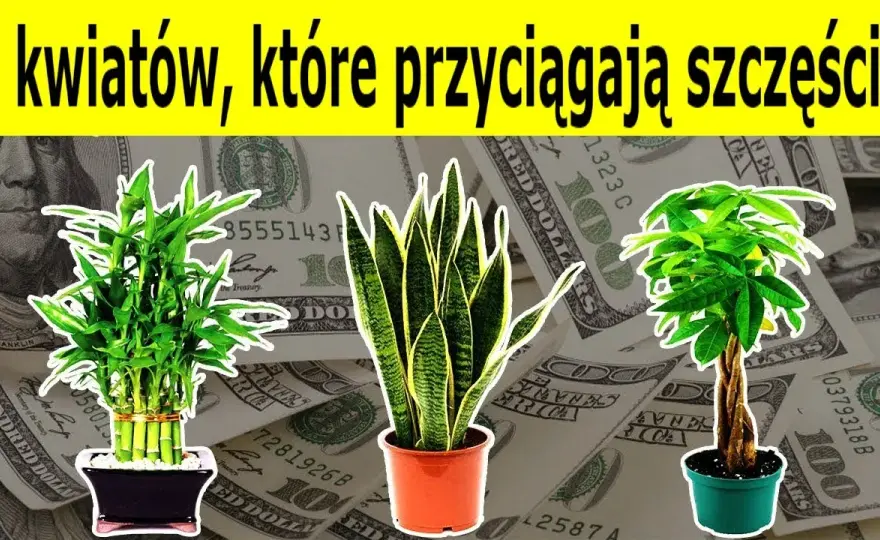 Jakie kwiaty w domu przynoszą szczęście i pozytywną energię