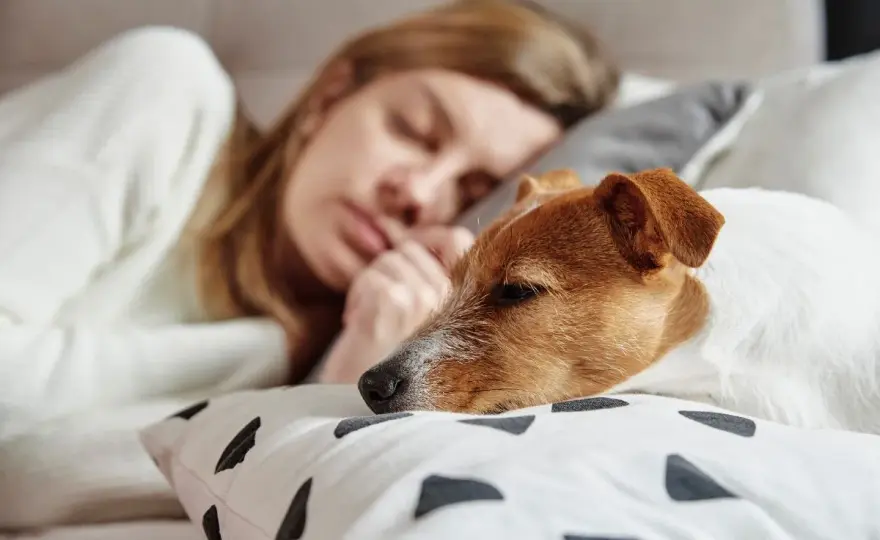 Sennik pies którego już nie ma – co oznacza twój sen o stracie?